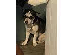 Adopt Dexter a Black - with White Husky / Hound (Unknown Type) / Mixed dog in