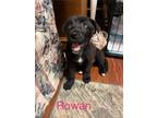 Adopt Rowan a German Shepherd Dog / Mixed Breed (Medium) / Mixed dog in Duncan