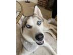 Adopt Stormi a White - with Black Husky / Mixed dog in Pittsburg, KS (41137101)