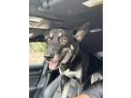 Adopt Skye a Black - with White German Shepherd Dog / Husky / Mixed dog in