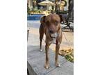 Adopt Scarlet a Red/Golden/Orange/Chestnut Dachshund dog in Houston