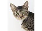 Adopt Froakie! Read her sad story! a Tan or Fawn (Mostly) Bengal (short coat)