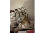 Adopt Seig a Brindle - with White American Pit Bull Terrier / Mixed dog in