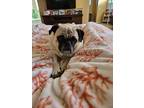 Adopt Daisy a White - with Black Pug / Mixed dog in Creston, CA (41393673)