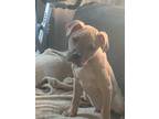 Adopt Bam Bam a Hound (Unknown Type) / Boxer dog in Irwin, PA (41393659)