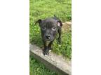 Adopt Butch a Hound (Unknown Type) / Boxer dog in Irwin, PA (41393656)