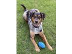 Adopt ROSCO a Tricolor (Tan/Brown & Black & White) Catahoula Leopard Dog / Mixed