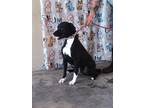 Adopt Beaux a Black - with White Pit Bull Terrier dog in Opelousas
