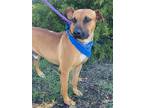 Adopt Dude a Brown/Chocolate - with White Black Mouth Cur / Rhodesian Ridgeback