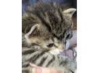 Adopt Tumble (Special Kitten) a Brown Tabby Tabby (medium coat) cat in