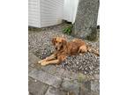 Adopt Summer (Golden Girls) a Red/Golden/Orange/Chestnut Golden Retriever /