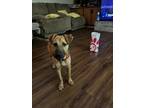 Adopt Churchill a Tan/Yellow/Fawn Mutt / Belgian Malinois / Mixed dog in