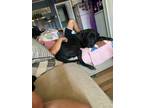 Adopt Dakota a Black - with White Great Dane / Cane Corso / Mixed dog in