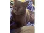 Adopt Midnight a All Black American Shorthair / Mixed (short coat) cat in