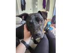 Adopt Haggard a Black - with White American Staffordshire Terrier / Labrador