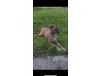 Adopt Odin a Brown/Chocolate - with Tan Munsterlander / Mutt / Mixed dog in