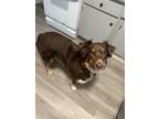 Adopt Chico a Red/Golden/Orange/Chestnut - with White Australian Shepherd /