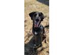 Adopt Crew a Brown/Chocolate - with Black Plott Hound dog in Wausau