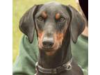 Adopt Jinx a Black - with Tan, Yellow or Fawn Doberman Pinscher / Mixed dog in