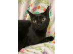 Adopt 6260 Seren a Spotted Tabby/Leopard Spotted Domestic Shorthair (short coat)