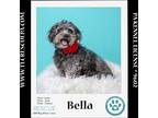 Adopt Bella 042724 a Gray/Silver/Salt & Pepper - with White Shih Tzu / Poodle