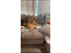 Adopt Goose a Tan/Yellow/Fawn American Pit Bull Terrier / Mixed dog in Warrior