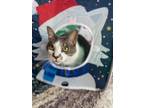 Adopt Peppurr a Gray, Blue or Silver Tabby Domestic Shorthair / Mixed (short