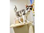 Adopt Lillibet a Orange or Red (Mostly) Cornish Rex (short coat) cat in Dallas