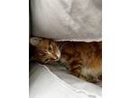 Adopt Jasper and bronn a Orange or Red American Shorthair / Mixed (medium coat)