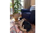 Adopt Luna a Black - with White Border Collie / Mixed dog in Pittsfield
