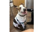 Adopt Cooper a Tricolor (Tan/Brown & Black & White) Treeing Walker Coonhound /