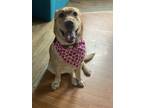 Adopt Oakley a Red/Golden/Orange/Chestnut Labrador Retriever / Mixed dog in