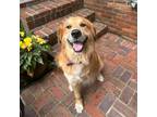 Adopt Joe a Red/Golden/Orange/Chestnut Golden Retriever dog in Louisville