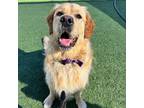 Adopt Griffy a Golden Retriever / Mixed dog in Louisville, KY (39645133)