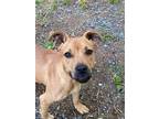 Adopt Burgh a Tan/Yellow/Fawn Bull Terrier / Mixed dog in Albemarle