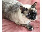 Adopt Simone a Tan or Fawn Snowshoe / Mixed cat in Albemarle, NC (41033793)