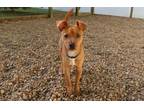 Adopt Marley a Red/Golden/Orange/Chestnut - with White Jack Russell Terrier /