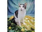 Adopt Alex a White (Mostly) American Shorthair (short coat) cat in West Palm