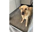 Adopt Newt Muffin a Red/Golden/Orange/Chestnut Labrador Retriever / Mixed Breed