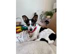 Adopt Pepper a White - with Black Rat Terrier / Mixed dog in San Diego