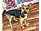 Adopt Darcie a Black - with Tan, Yellow or Fawn German Shepherd Dog / Mixed dog