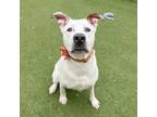 Adopt Elizabeth a White Australian Cattle Dog / Mixed Breed (Medium) / Mixed