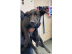 Adopt Just Keep Swimming a Black Australian Shepherd / Mixed Breed (Medium) /