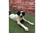 Adopt Patrick a Black Mixed Breed (Small) / Mixed Breed (Medium) / Mixed (short