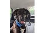 Adopt Clover Rover a Black Golden Retriever / Mixed Breed (Medium) / Mixed
