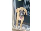 Adopt Belle a Tan/Yellow/Fawn - with Black Anatolian Shepherd / Mixed Breed