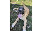 Adopt Elsa a Tan/Yellow/Fawn - with Black Anatolian Shepherd / Mixed Breed