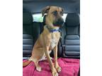 Adopt Alex a Tan/Yellow/Fawn - with Black German Shepherd Dog dog in Armonk