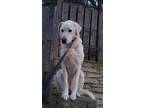 Adopt Melody a White - with Gray or Silver Akbash / Mixed dog in Milford