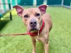 Adopt Diva a Mixed Breed (Large) / Mixed dog in New York, NY (41349376)